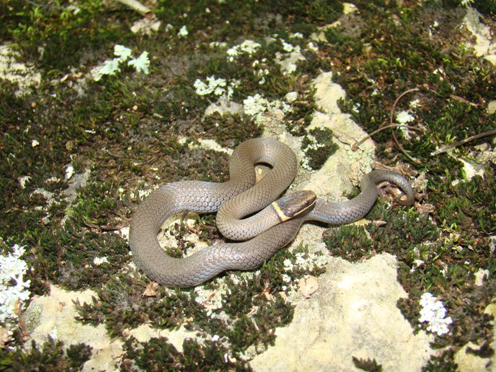 Ring-necked Snake St. Francois State Park.jpg