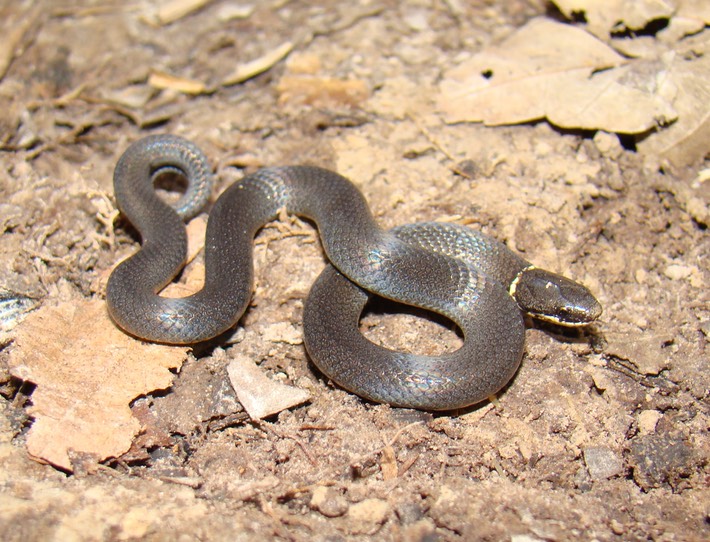 Ring-necked Snake Waddill Wildlife Refuge East Baton Rouge.JPG