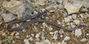 Ring-necked Snake.JPG