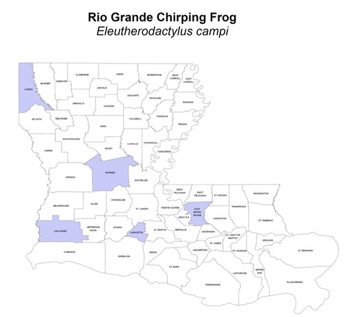 Rio Grande Chirping Frog