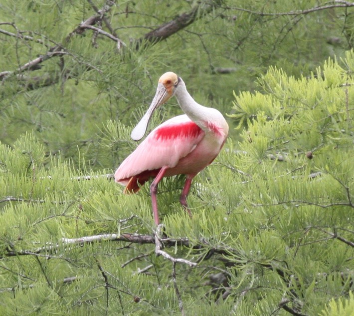 Roseate Spoonbill (2)