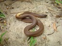 Rough Earthsnake.jpg