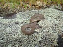 Rough Earthsnake MHA '07 Spring Field Trip SW MO.jpg
