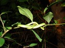 Rough Greensnake 3.JPG