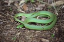 Rough Greensnake TOTSP.JPG