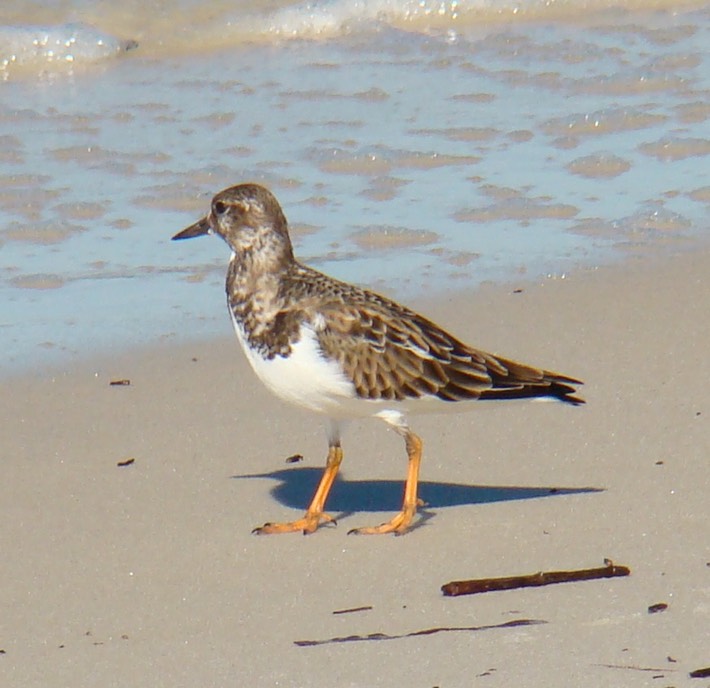 Ruddy Turnstone