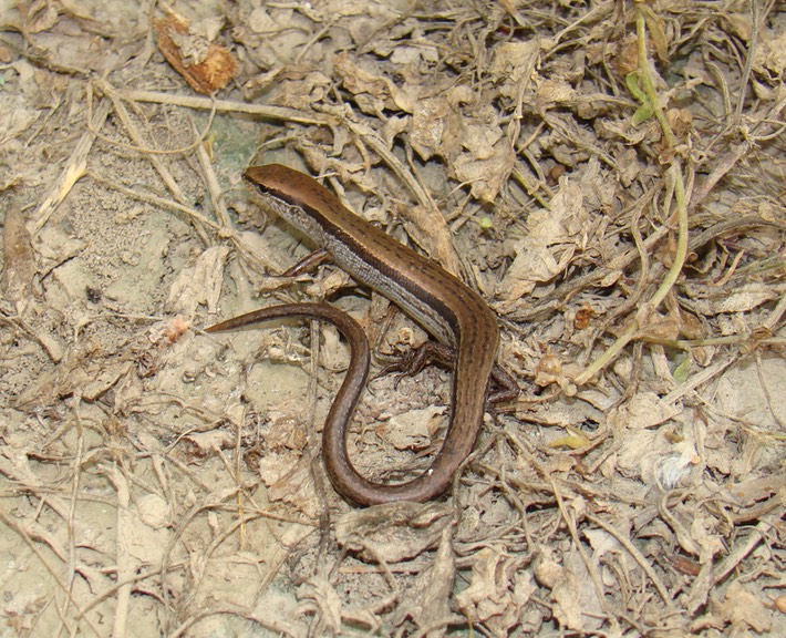 S. lateralis Lafa