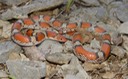 Scarletsnake 1.jpg