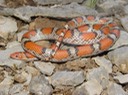 Scarletsnake 2.jpg