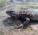 SCON Kisatchie