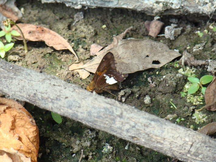 Silver-Spotted Skipper - Epargyreus clarus (1)
