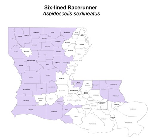 Six-lined Racerunner