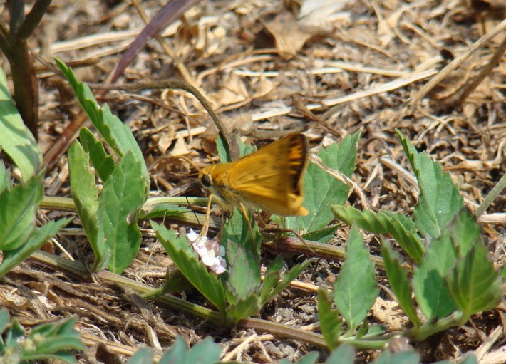 Skipper - 1 (1)