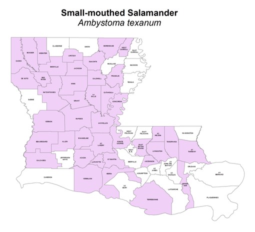 Small-mouthed_Salamander