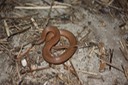Smooth Earthsnake St. Tammany Parish.JPG