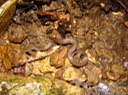 Smooth Earthsnake TOTSP.jpg
