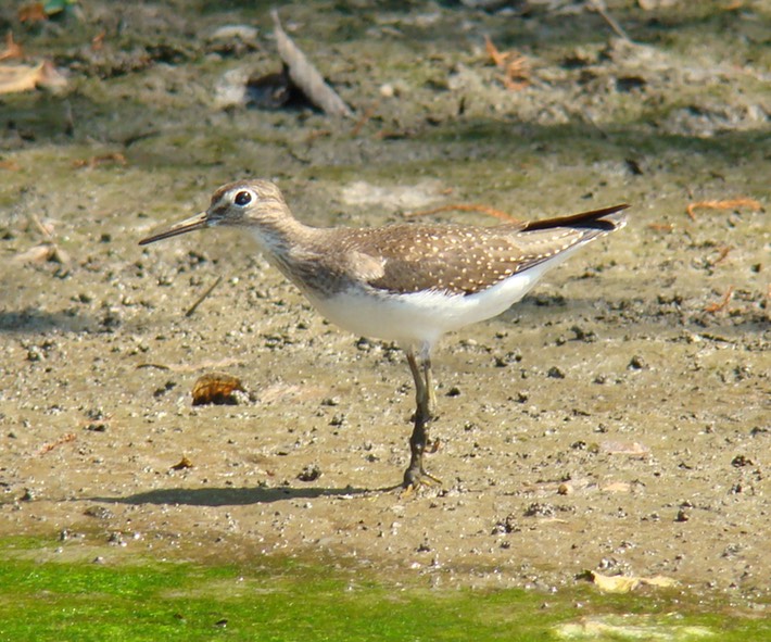 Solitary Sandpiper
