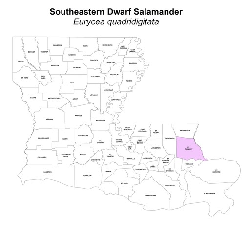 Southeastern Dwarf Salamander