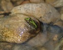 Southern Cricket Frog Lake Ramsey WMA 2