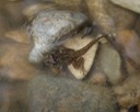Southern Cricket Frog Lake Ramsey WMA 3