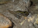 Southern Cricket Frog Lake Ramsey WMA 1