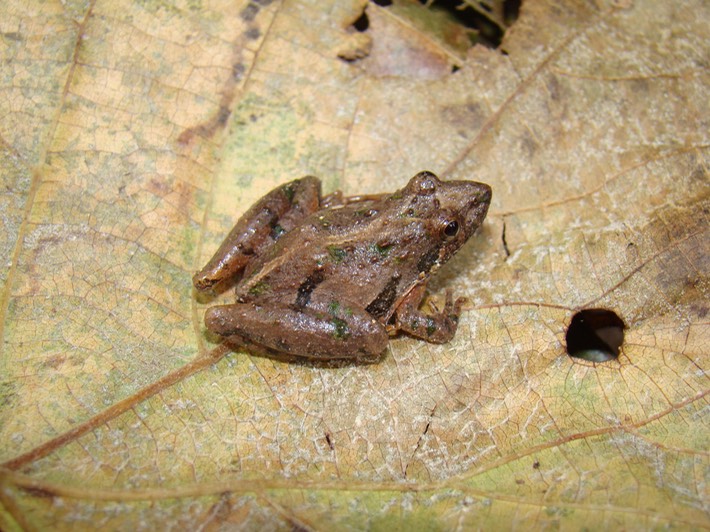 Southern Cricket Frog Mary Ann Brown West Feliciana