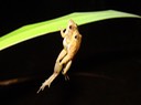 Southern Cricket Frog St. Tammany 1