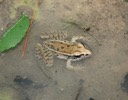 Southern Leopard Frog Hinds County MS