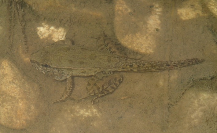 Southern Leopard Frog Lake Ramsey WMA