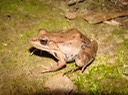 Southern Leopard Frog Natchez Trace 2