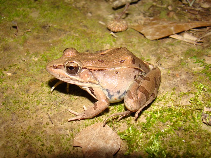 Southern Leopard Frog Natchez Trace 2