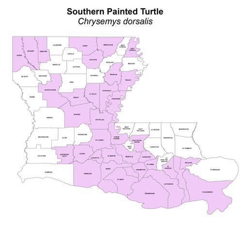 Southern Painted Turtle