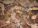 Southern Watersnake 1.JPG