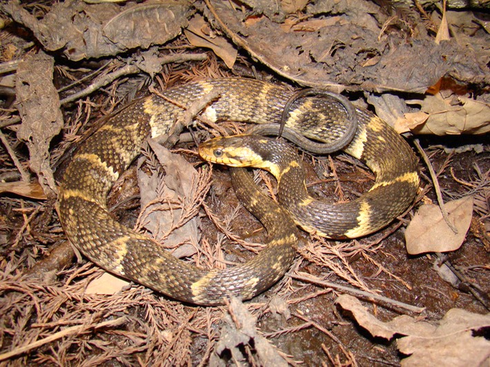 Southern Watersnake 1.JPG