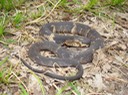 Southern Watersnake 1.JPG