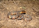 Southern Watersnake 2.JPG