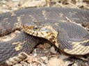 Southern Watersnake 2.JPG