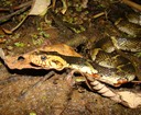 Southern Watersnake 3.JPG