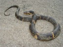 Southern Watersnake 3.jpg