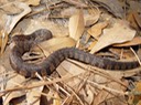 Southern Watersnake 3.jpg
