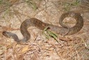 Southern Watersnake 4.jpg