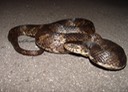 Southern Watersnake HWY 51 Tangi St John.jpg