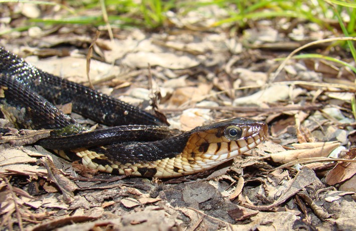 Southern Watersnake Lake Martin