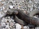 Southern Watersnake Manchac WMA St. John.jpg