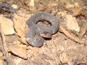 Southern Watersnake Mingo NWR.jpg