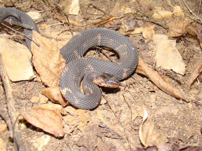 Southern Watersnake Mingo NWR.jpg