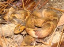 Southern Watersnake.JPG