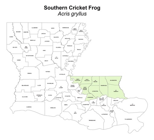 Southern_Cricket_Frog