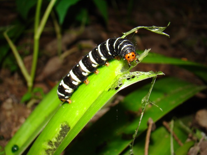 Spanish Moth 2 ATCH
