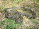 Speckled Kingsnake 1.JPG